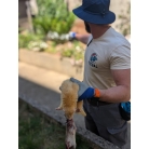  Dératisation écologique par furetage