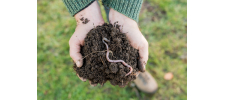 GreenSludge - Méthode d'évaluation rapide d'écotoxicité des boues d'épuration avant valorisation