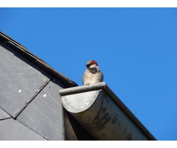  Études écologiques réglementaires